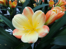 Load image into Gallery viewer, CLIVIA SEEDLING - MISTY BICOLOUR