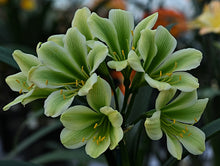 Load image into Gallery viewer, CLIVIA SEEDLING - GREEN 70MM BARE ROOTED