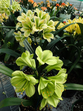 Load image into Gallery viewer, CLIVIA SEEDLING - GREEN 70MM BARE ROOTED