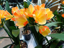 Load image into Gallery viewer, CLIVIA SEEDLING - BI-COLOUR #22.07