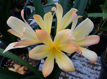 Load image into Gallery viewer, CLIVIA SEEDLING - 777