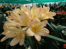 Load image into Gallery viewer, CLIVIA SEEDLING - BABY PINK APPLEBLOSSOM Q4 X SELF