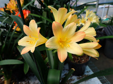 Load image into Gallery viewer, CLIVIA SEEDLING - BABY PINK APPLEBLOSSOM Q4 X SELF