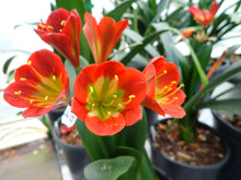 Load image into Gallery viewer, CLIVIA SEEDLING - BRONZE