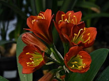 Load image into Gallery viewer, CLIVIA SEEDLING - BRONZE