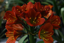 Load image into Gallery viewer, CLIVIA SEEDLING - BRONZE