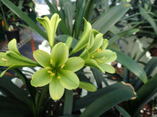 Load image into Gallery viewer, CLIVIA SEEDLING - GREEN 70MM BARE ROOTED