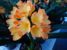 Load image into Gallery viewer, CLIVIA SEEDLING - BICOLOUR PICOTEE