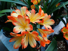Load image into Gallery viewer, CLIVIA SEEDLING - SPLASH BICOLOUR