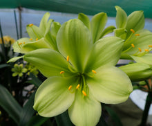 Load image into Gallery viewer, CLIVIA SEEDLING - GREEN VARIEGATED GROUP 2