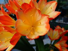 Load image into Gallery viewer, CLIVIA SEEDLING - SPLASH BICOLOUR