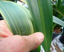 Load image into Gallery viewer, CLIVIA SEEDLING - GREEN VARIEGATED GROUP 2