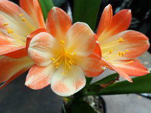 Load image into Gallery viewer, CLIVIA SEEDLING - MISTY BICOLOUR