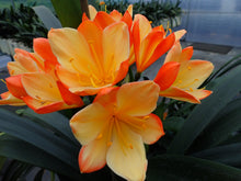 Load image into Gallery viewer, CLIVIA SEEDLING - BICOLOUR PICOTEE