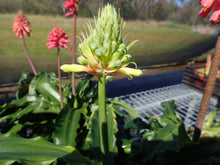 Load image into Gallery viewer, Veltheimia Bracteata - CVR Bi-Colour