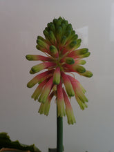 Load image into Gallery viewer, Veltheimia Bracteata - CVR Bi-Colour