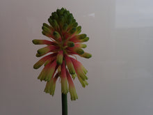 Load image into Gallery viewer, Veltheimia Bracteata - CVR Bi-Colour