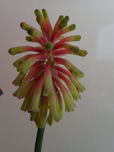 Load image into Gallery viewer, Veltheimia Bracteata - CVR Bi-Colour