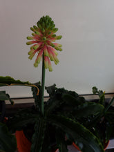 Load image into Gallery viewer, Veltheimia Bracteata - CVR Bi-Colour
