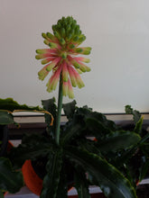 Load image into Gallery viewer, Veltheimia Bracteata - CVR Bi-Colour