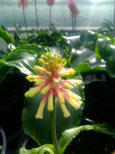 Load image into Gallery viewer, Veltheimia Bracteata - CVR Bi-Colour