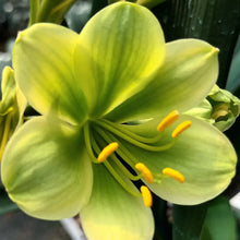 Load image into Gallery viewer, CLIVIA SEED - GREEN X GREEN BEST OF 2022
