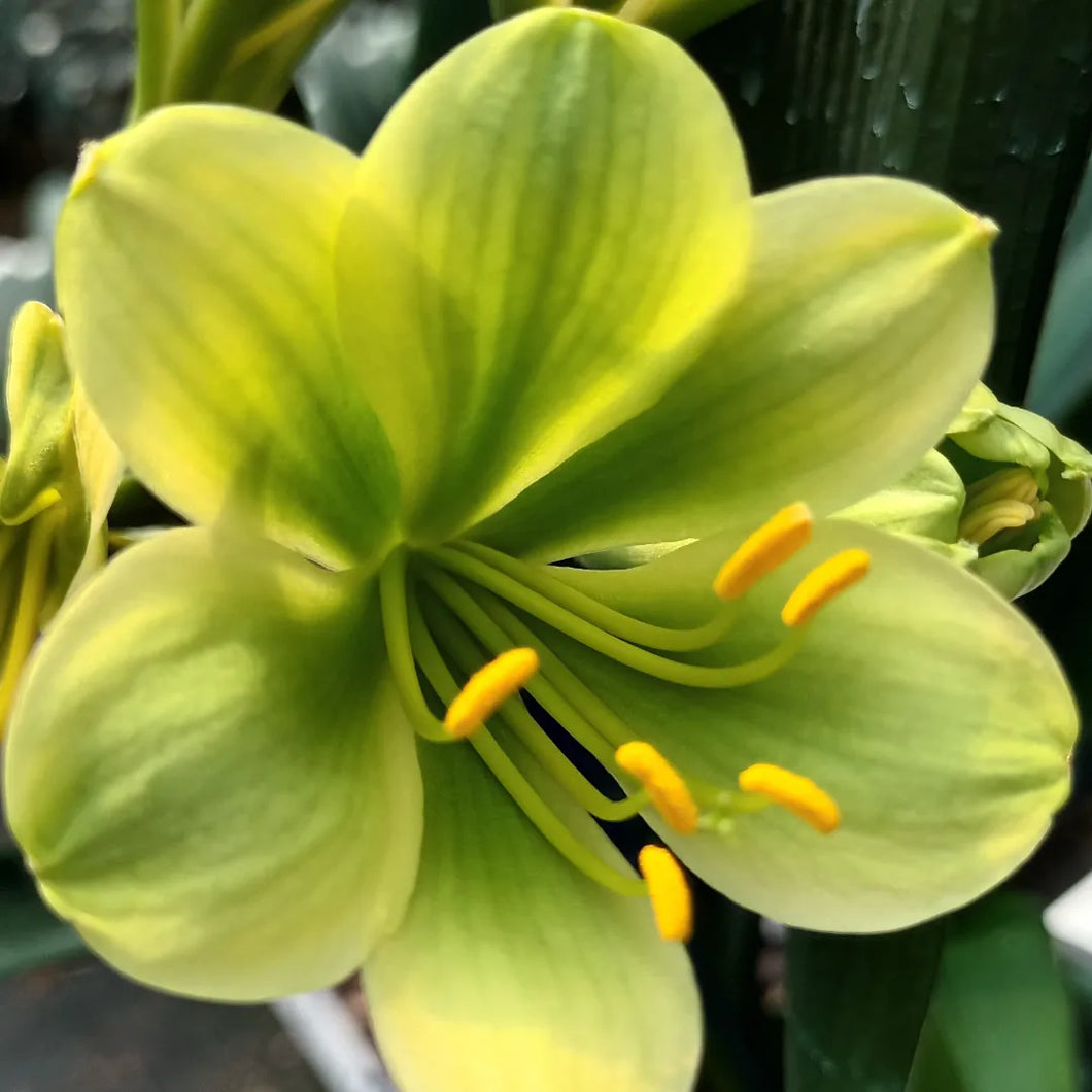 CLIVIA SEED - GREEN X GREEN BEST OF 2022