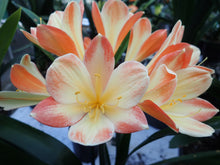 Load image into Gallery viewer, CLIVIA SEEDLING - MISTY BICOLOUR
