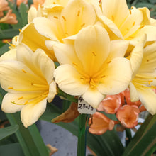 Load image into Gallery viewer, CLIVIA SEEDLING - TEXTURED YELLOW
