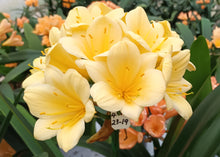 Load image into Gallery viewer, CLIVIA SEEDLING - TEXTURED YELLOW
