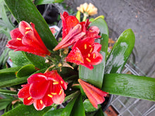 Load image into Gallery viewer, CLIVIA SEEDLING - RICH RED
