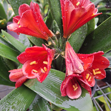 Load image into Gallery viewer, CLIVIA SEEDLING - RICH RED
