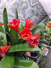 Load image into Gallery viewer, CLIVIA SEEDLING - RICH RED
