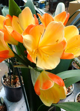 Load image into Gallery viewer, CLIVIA SEEDLING - BI-COLOUR #22.07
