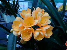 Load image into Gallery viewer, CLIVIA SEEDS - EURO PEACH X EURO PEACH
