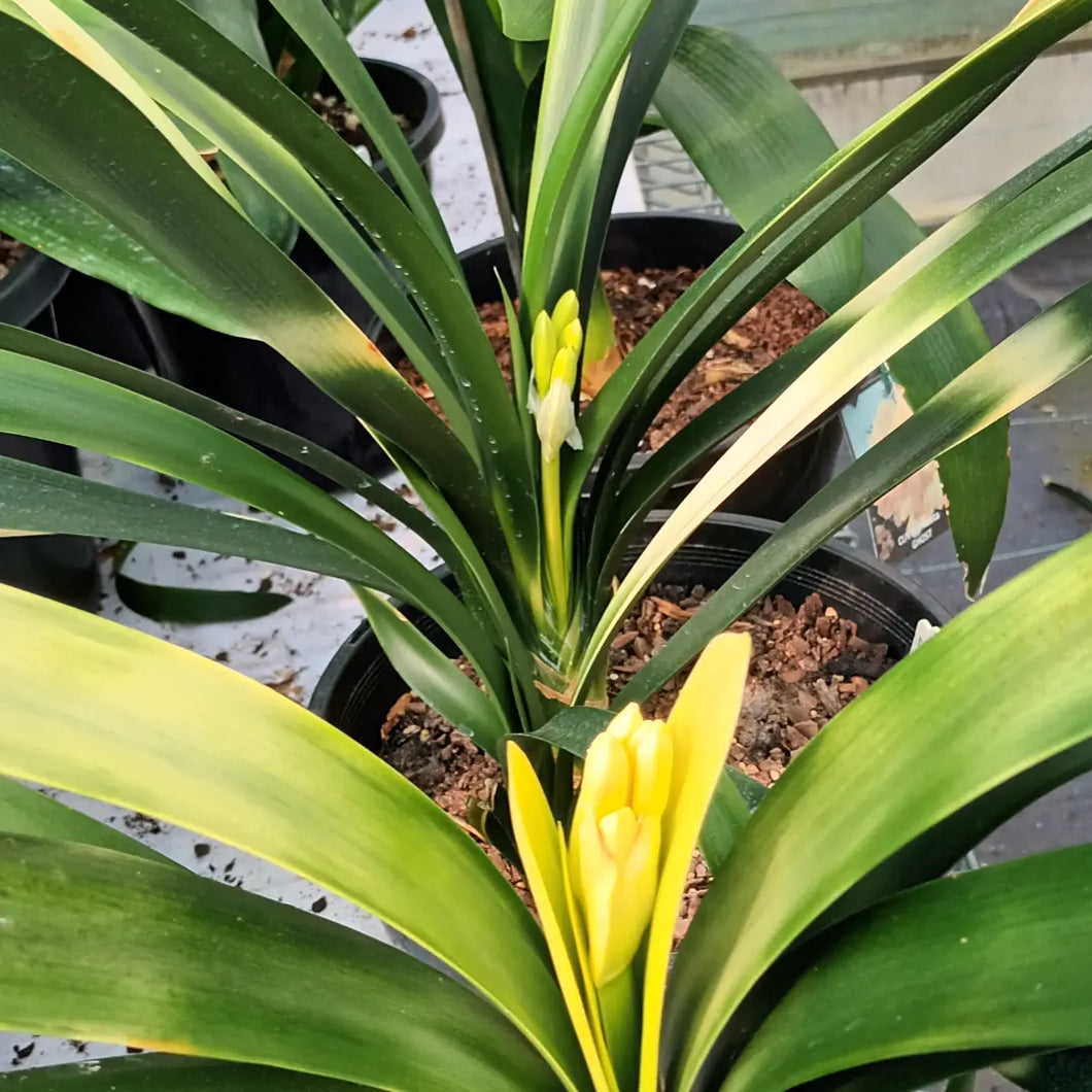 CLIVIA SEEDLING - AKEBONO X ANDREW GIBSON