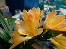 Load image into Gallery viewer, CLIVIA SEEDS - BLUSH/777 (PROD #22-15)
