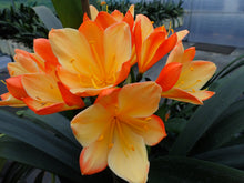 Load image into Gallery viewer, CLIVIA SEEDS - BI-COLOUR X PICOTEE

