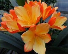 Load image into Gallery viewer, CLIVIA SEEDLING - DAHRUMA VERSICOLOUR
