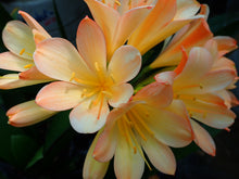 Load image into Gallery viewer, CLIVIA SEEDLING - PINK EDGED CREAM - CHINESE BLUSH
