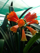 Load image into Gallery viewer, CLIVIA SEEDS - BLUSH/777 (PROD #22-15)
