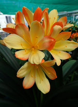 Load image into Gallery viewer, CLIVIA SEEDS - BI-COLOUR X PICOTEE
