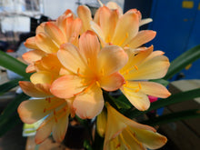Load image into Gallery viewer, CLIVIA SEEDS - 777 DEVELOPMENT - BEST GROUP 2 X APPLEBLOSSOM Q3 X Q4
