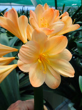 Load image into Gallery viewer, CLIVIA SEEDLING - GHOST X GHOST (PROD #115/114)
