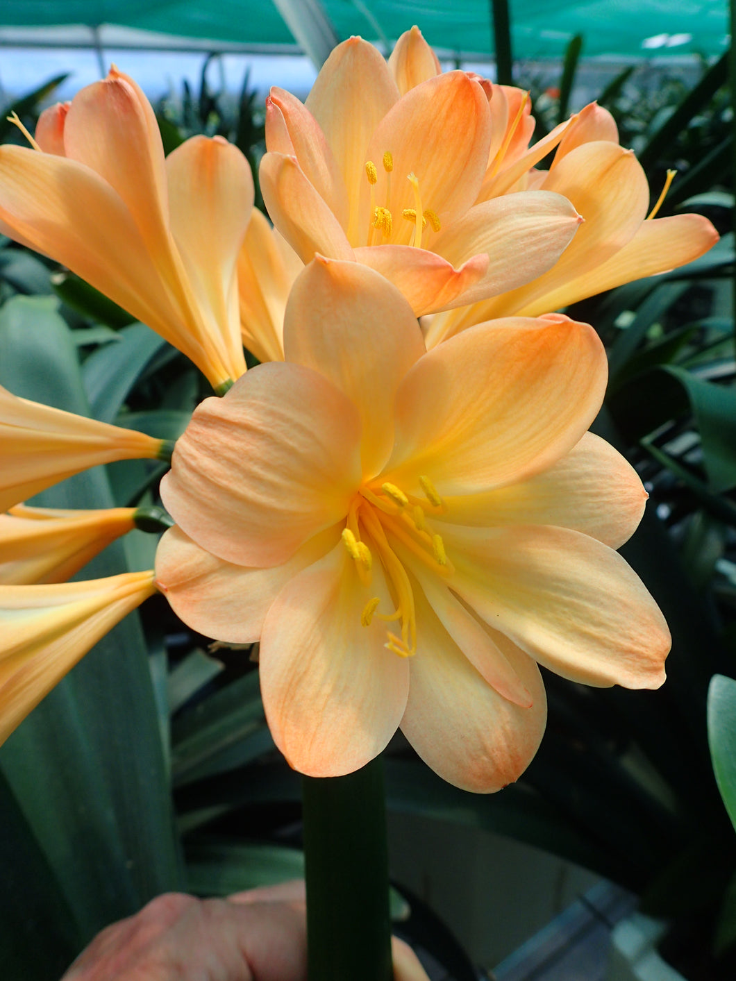 CLIVIA SEEDLING - GHOST X GHOST (PROD #115/114)