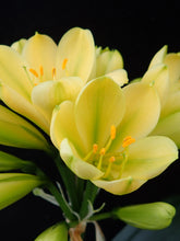 Load image into Gallery viewer, CLIVIA SEEDLING - DAHRUMA VERSICOLOUR
