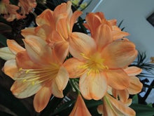 Load image into Gallery viewer, CLIVIA SEEDLING - GHOST X GHOST (PROD #115/114)
