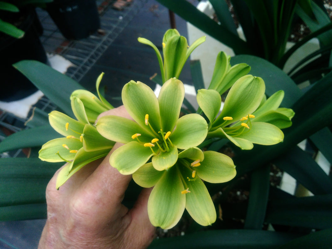 CLIVIA SEEDLING - GREEN VT.88 X HEY'S KERMIT