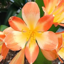 Load image into Gallery viewer, CLIVIA SEEDLING - PATTERENED TRICOLOUR

