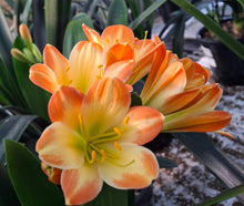 Load image into Gallery viewer, CLIVIA SEEDLING - PATTERENED TRICOLOUR
